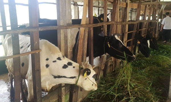 Sóc Trăng: Nhiều lợi thế phát triển đàn bò