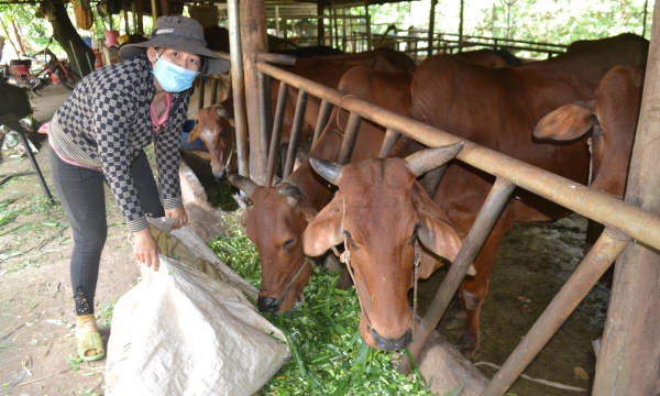 Bình Phước: Phát huy lợi thế chăn nuôi bò