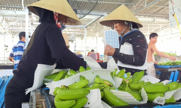 Quảng Ngãi xuất khẩu chuối sang Hàn Quốc, Trung Quốc