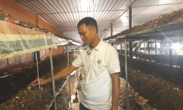 Thái Nguyên: Trồng nấm rơm sạch mỗi tháng lãi hàng chục triệu đồng