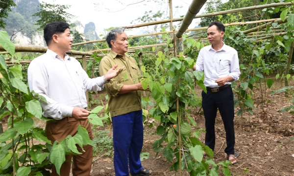 Tuyên Quang: Trồng rau rừng không đủ bán