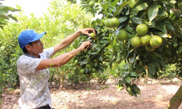 Làm gì để Nông nghiệp Việt Nam trong tốp 15 nước phát triển nhất thế giới?