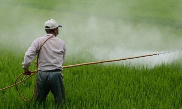 Pesticide imports maintain its strong increase