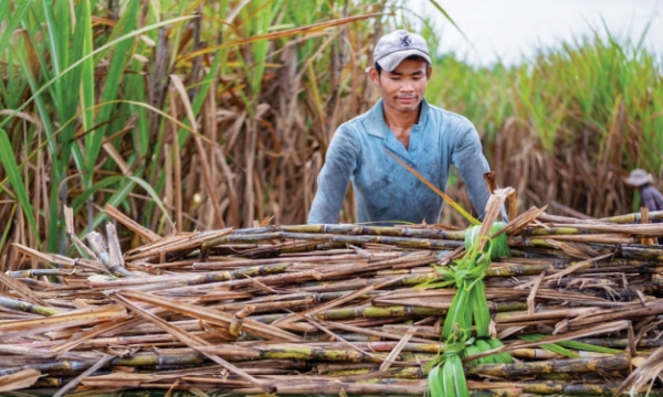 Vietnamese cane sugar ‘comes back to life’ after applying tax on Thai sugar