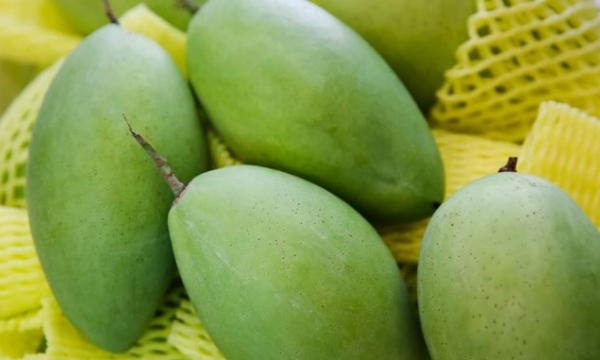 Korea strongly increases importation of Vietnamese mangoes