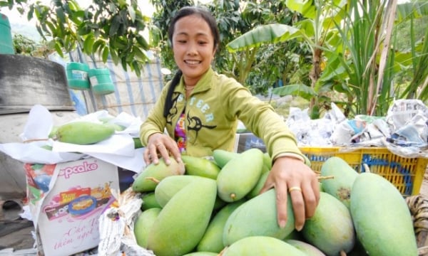Calculating the long run for mango, towards high-end export markets