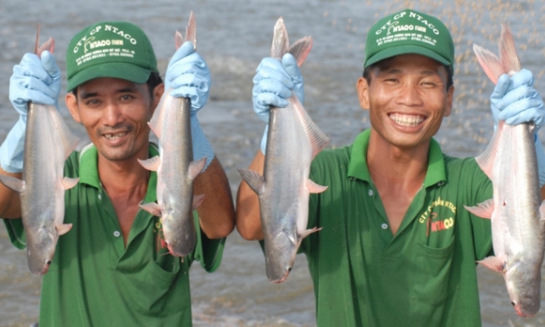Vietnamese tra fish dominates Europe’s tra fish market