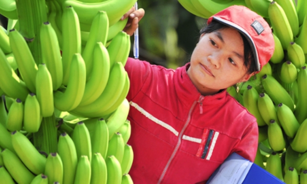 Vietnamese bananas imported into Japan are increasing day by day