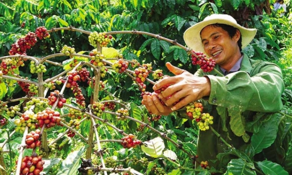 Vietnamese coffee: Sustainable development to enhance the position