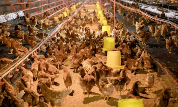 Vietnam’s first commercial cage-free barn