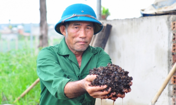Revive coffee planting soil thanks to organic production