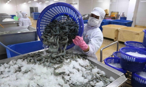 The path for the shrimp industry is still bright