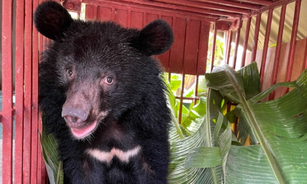 Another Asian black bear rescued