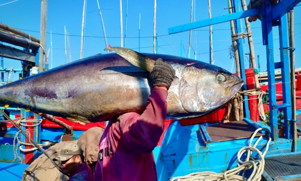 Tuna exports sharply dropped in August