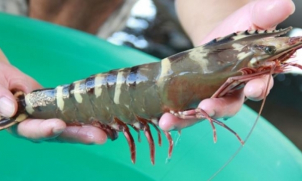 A sharp increase in black tiger shrimp exports to Spain