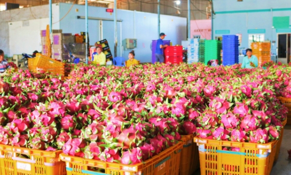 Binh Thuan dragon fruit granted geographical indication in Japan