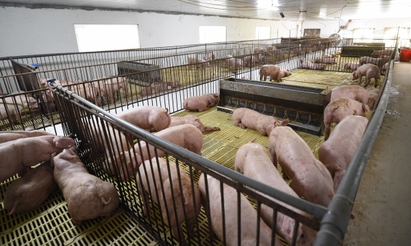 The information of 'backlog of 8 million pigs' denied