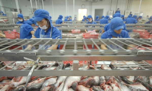 Pangasius exports exceed USD one billion
