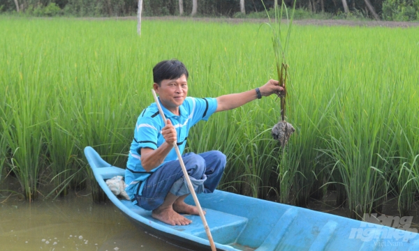 Organic rice-shrimp: International-level and environmental-friendly