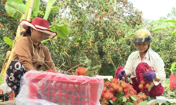Rambutan and organic compost from rambutan peel: The dual benefits