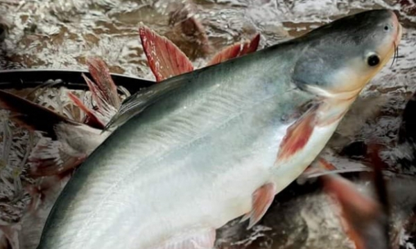 Pangasius export to Russia increased by 83%