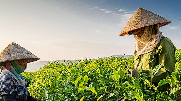 Vietnam’s tea accounts for over 50% of Taiwan’s tea import volume
