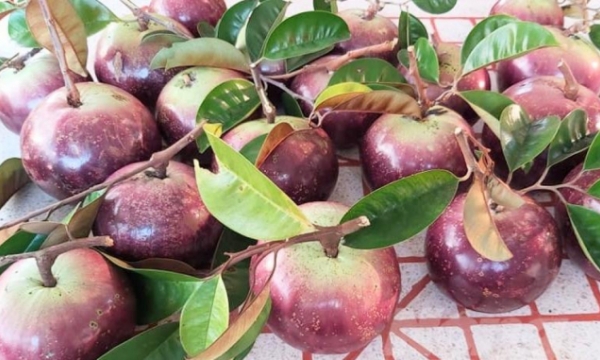 Ke Sach’s purple star apple ready for export