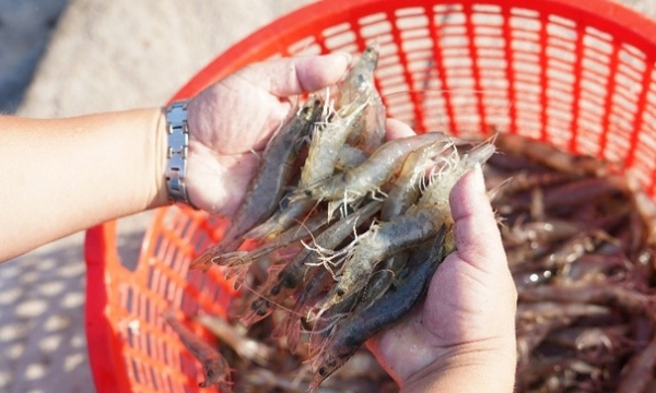 Shrimp exports to the USA exceed USD 1 billion for the first time