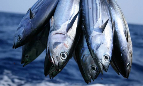 Tuna exports maintain positive status during these first months