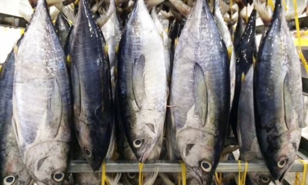 Tuna exports: a 3-digit growth rate in the first month of 2022