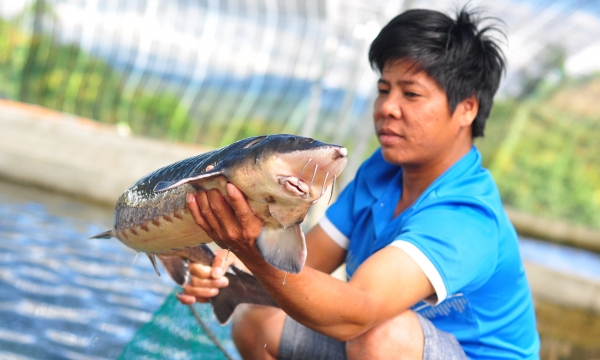 Lam Dong proactively improve cold-water fish farming models