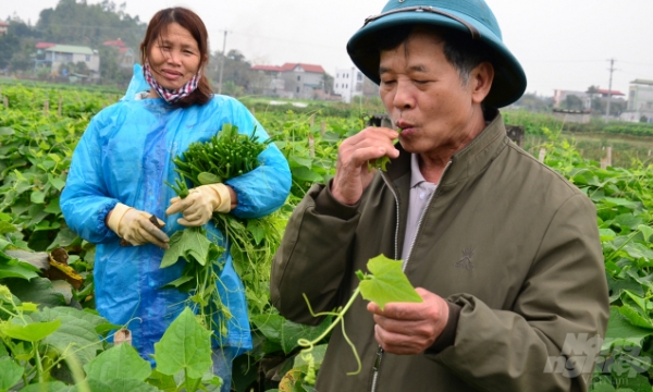 Responsible agriculture: Vinh Phuc and the biopesticide support model