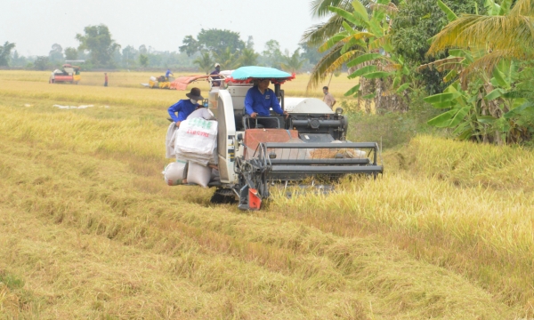 Rice production costs - reduction within reach: Saving billions thanks to 'Big paddy'