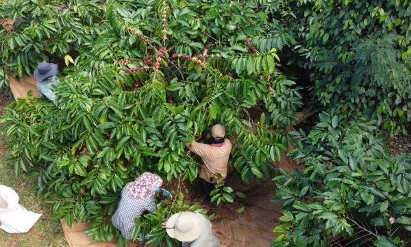 The coffee landscape model and its wonderful benefits