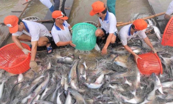Pangasius exports expect a 50% increase in the second quarter of 2022