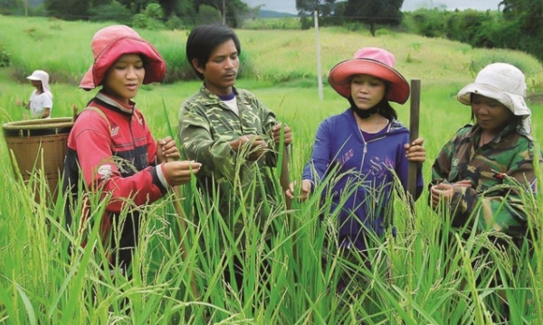 The path to making Vietnam an ecoagriculture powerhouse