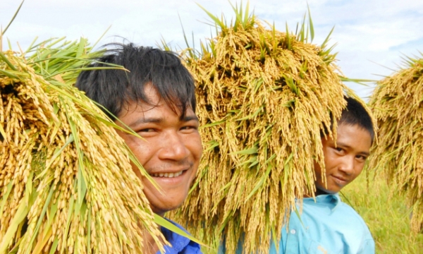 Vietnam’s rice production amid world events