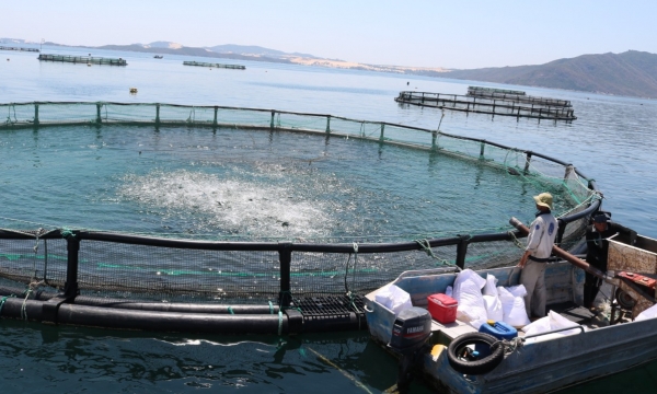 HDPE cage - an important piece for the sustainability of seaculture