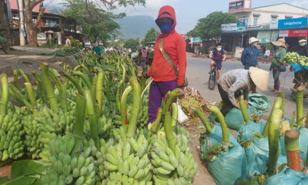 Farmers face difficulties in banana exports: Farmers and authorities are struggling to find a way out