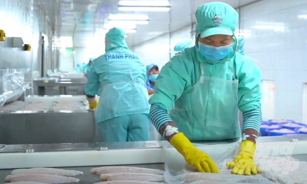 Major markets are 'hungry' for Vietnam’s pangasius