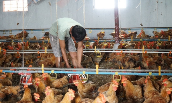 Paving the way for poultry product output