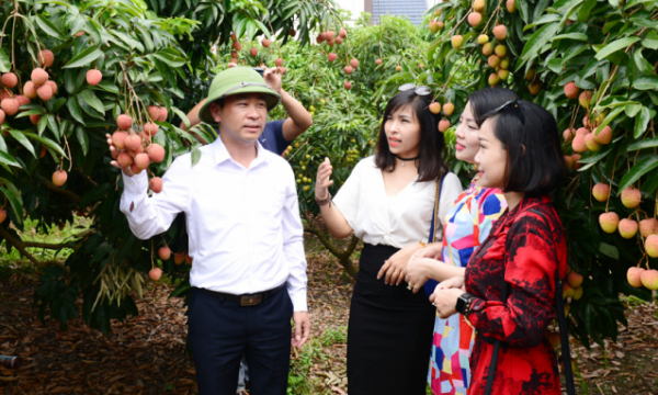 Having superior quality, Thieu lychee will dominate the market