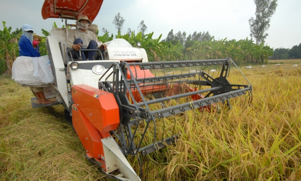 Mekong Delta - Obstacles in production: The ‘big paddy’ linkage is slow to become ‘big’
