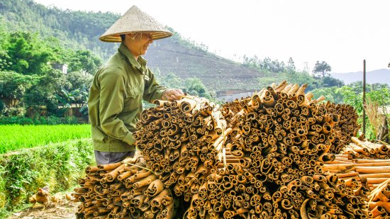 The ‘money-making’ tree of Quang Ninh farmers