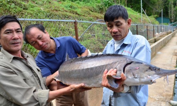 More knowledge for farmers: Artificial Volga river and the sturgeons in Lam Dong