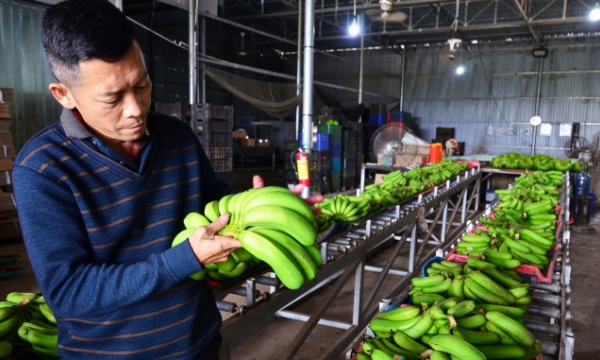 More knowledge for farmers: One who revives the Laba banana legend