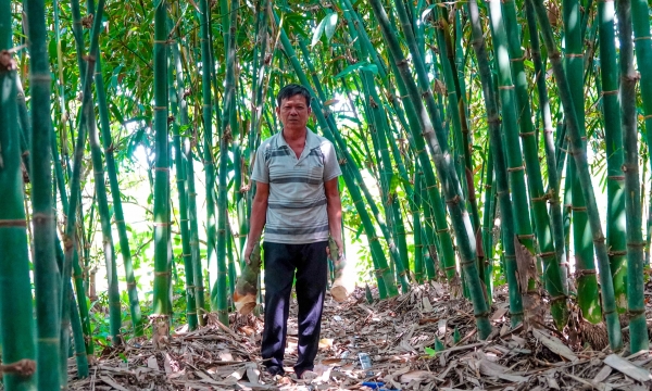 Vietnamese bamboo - potential remains ‘asleep’: Vietnam’s position in the world bamboo market