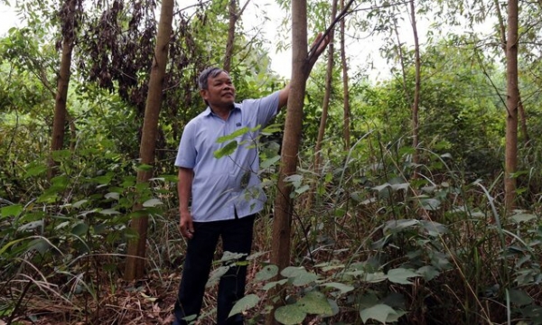 Changing the mindset of forest growers in Quang Tri