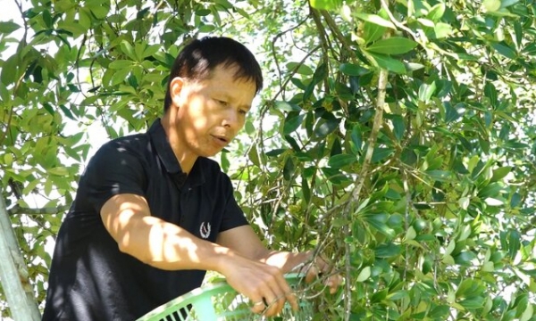 Lang Son grows anise in the organic direction for export