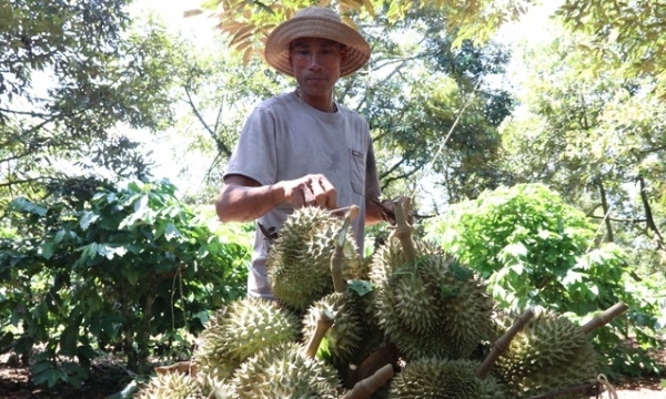Growers earn good income thanks to durian getting good prices